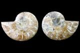 Agate Replaced Ammonite Fossil - Madagascar #150932-1